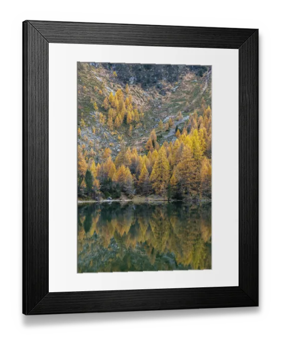 Framed Print : Autumnal larches are reflected in the Lake Palpuogna