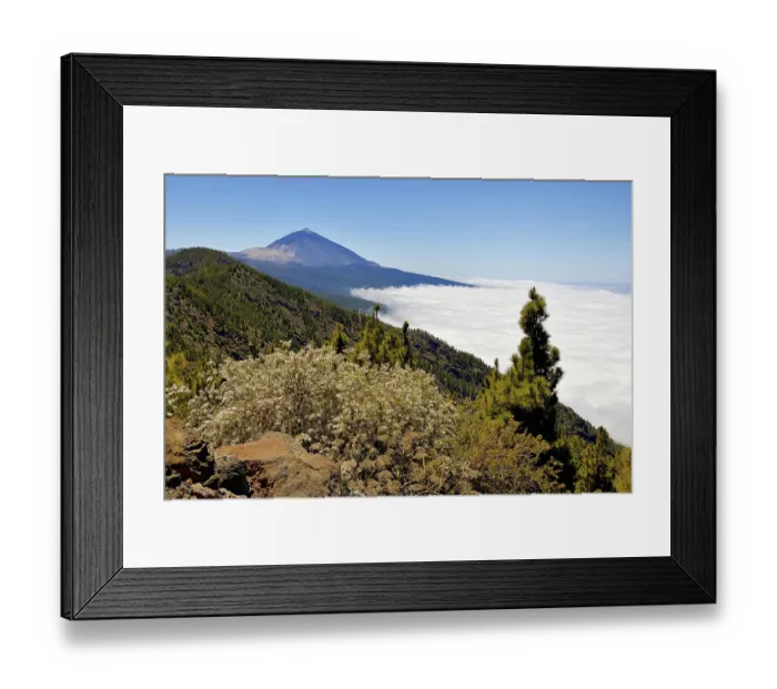 Framed Print : Canary Island pines (Pinus canariensis) in volcanic landscape