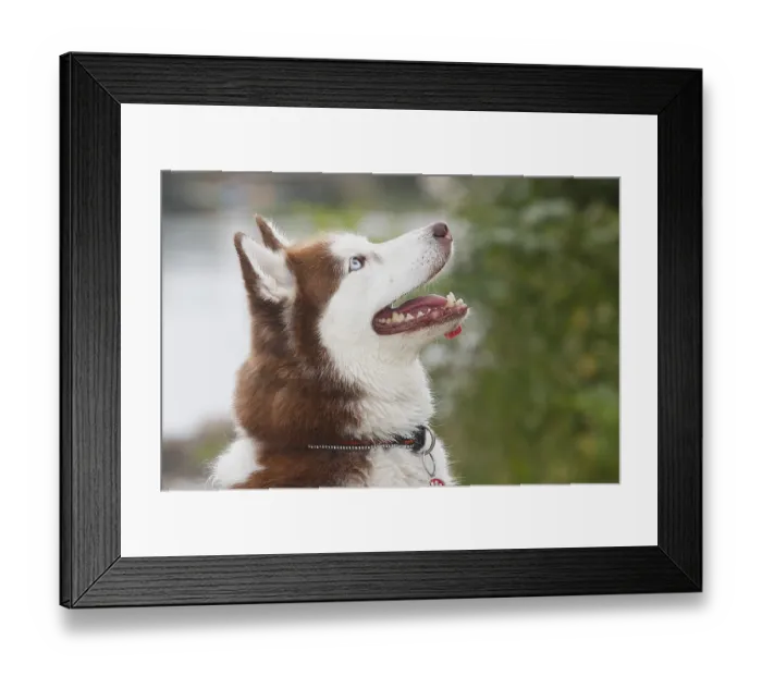 Framed Print : Siberian Husky (Canis lupus familaris)