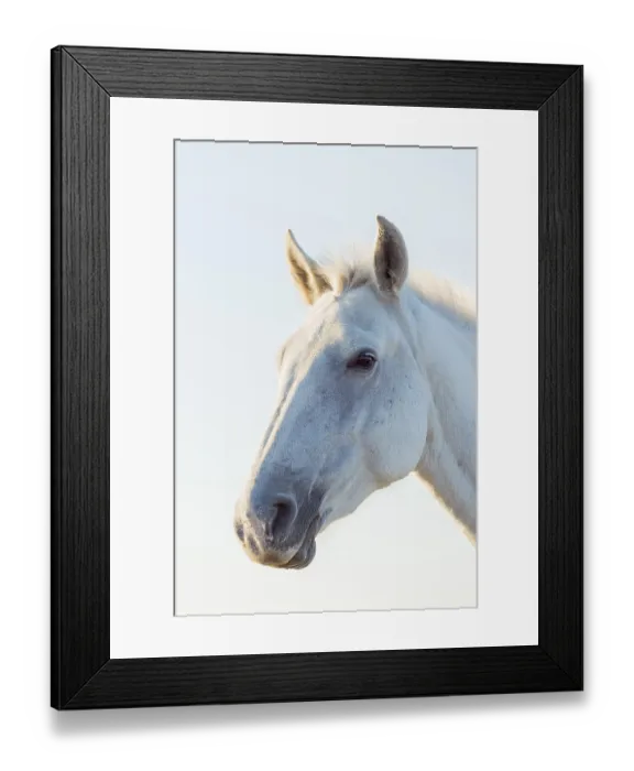 Framed Print : Camargue Horse, portrait, Saintes-Maries-de-la-Mer Framed Print : Camargue Horse, portrait, Saintes-Maries-de-la-Mer