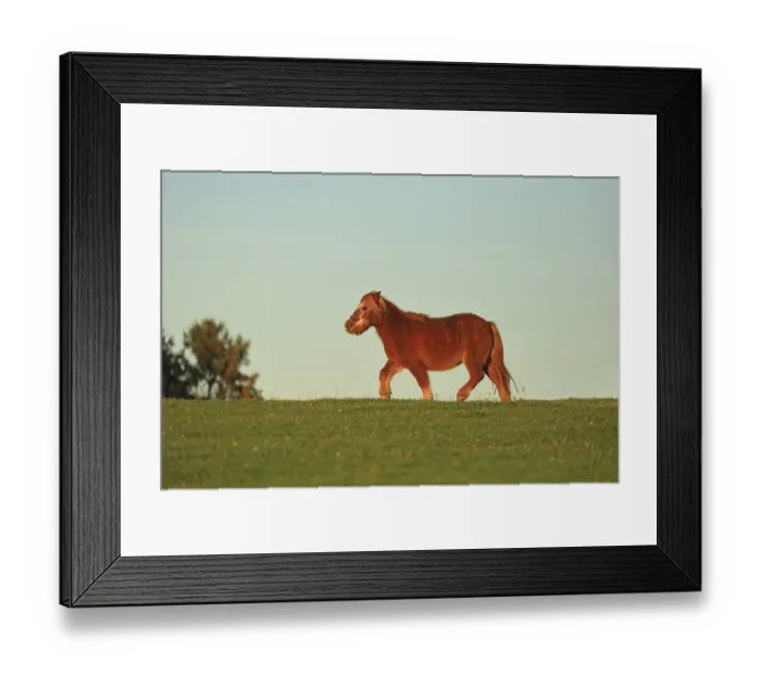 Framed Print : Horse (Equus), Shetland Pony, Leverkusen Framed Print : Horse (Equus), Shetland Pony, Leverkusen