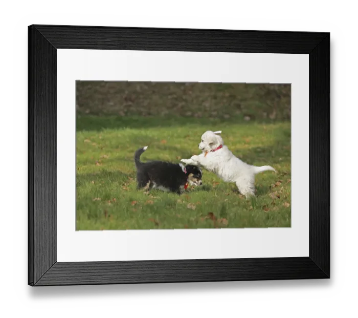 Framed Print : Golden Retriever and Australian Shepherd