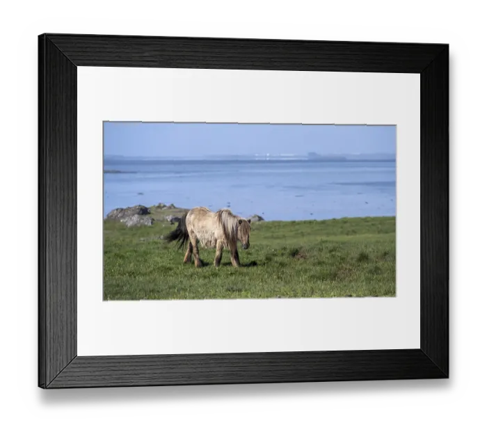Framed Print : Brown Icelandic horse in a meadow, Iceland, Europe Framed Print : Brown Icelandic horse in a meadow, Iceland, Europe