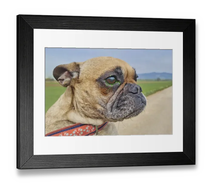 Framed Print : Dog with eye injury and green liquid from fluorescein dye test to detect corneal ulceration Framed Print : Dog with eye injury and green liquid from fluorescein dye test to detect corneal ulceration