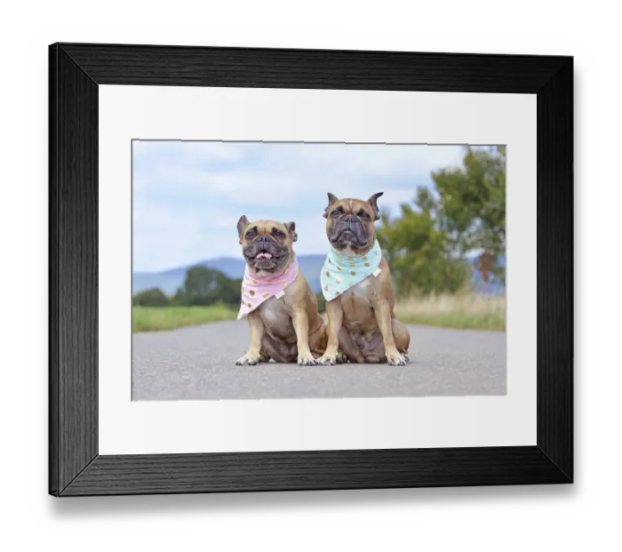 Framed Print : Tow similar looking brown French Bulldogs sitting next to each other wearing matching baby blue