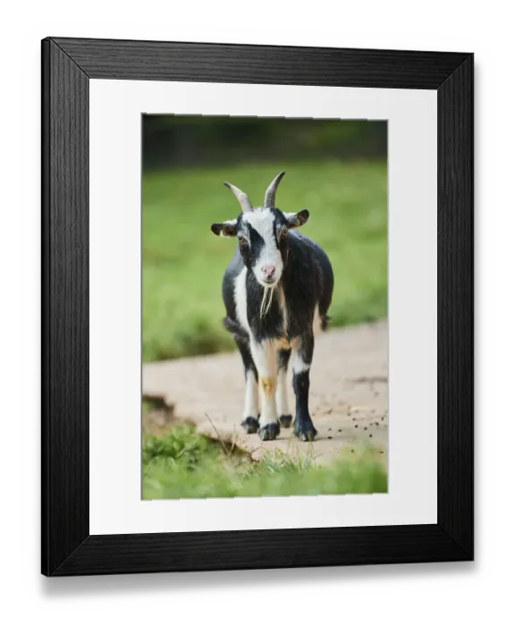 Framed Print : Domestic goat (Capra aegagrus hircus) standing on the ground