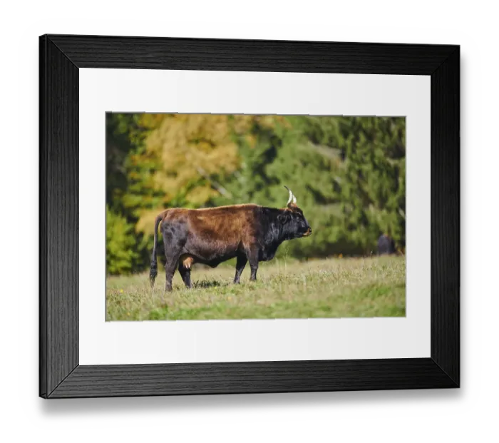 Framed Print : Aurochs (Bos primigenius) standing on a meadow in autumn