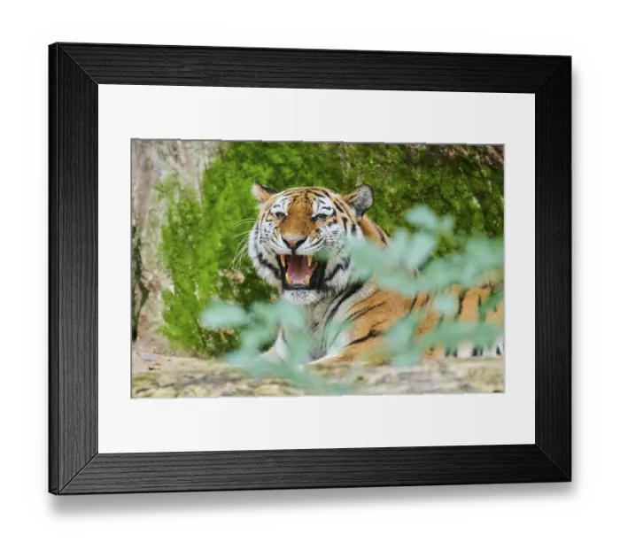 Framed Print : Siberian tiger (Panthera tigris altaica)