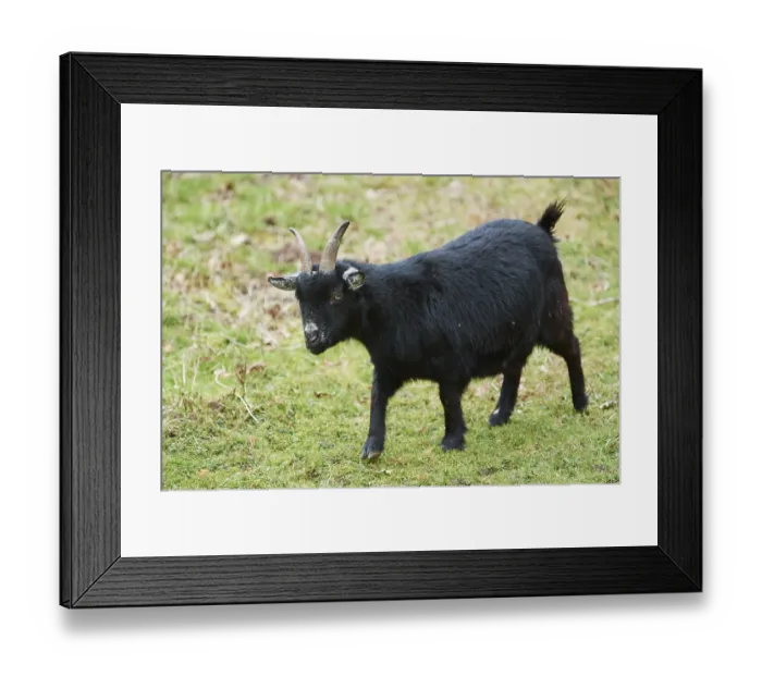 Framed Print : Goat (Capra hircus) on a meadow