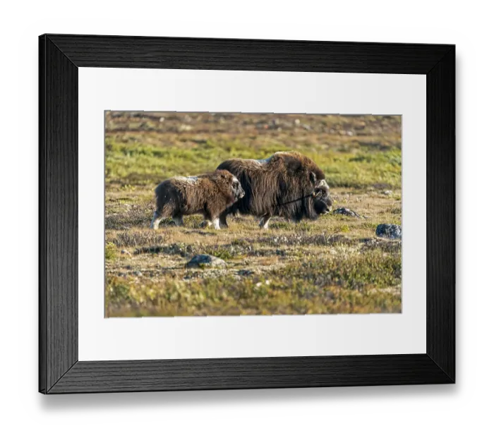 Framed Print : Musk ox (Ovibos moschatus), with young animal standing in the tundra in Dovrefjell National Park