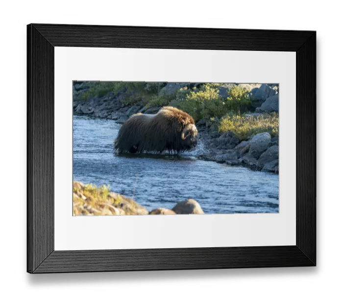 Framed Print : Musk ox (Ovibos moschatus), walking through a river in the tundra in Dovrefjell National Park Framed Print : Musk ox (Ovibos moschatus), walking through a river in the tundra in Dovrefjell National Park