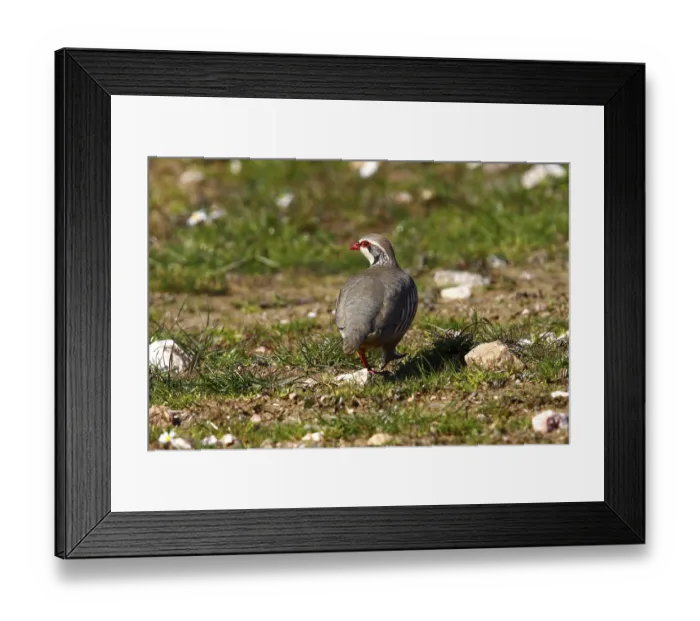 Framed Print : Red-legged Partridge (Alectoris rufa) walking on stony meadow Framed Print : Red-legged Partridge (Alectoris rufa) walking on stony meadow