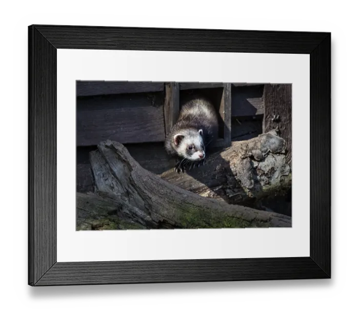 Framed Print : European polecat (Mustela putorius) in the game reserve