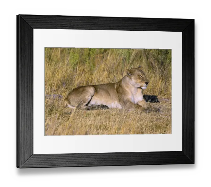 Framed Print : Lion (Panthera leo) Botswana, Botswana Framed Print : Lion (Panthera leo) Botswana, Botswana