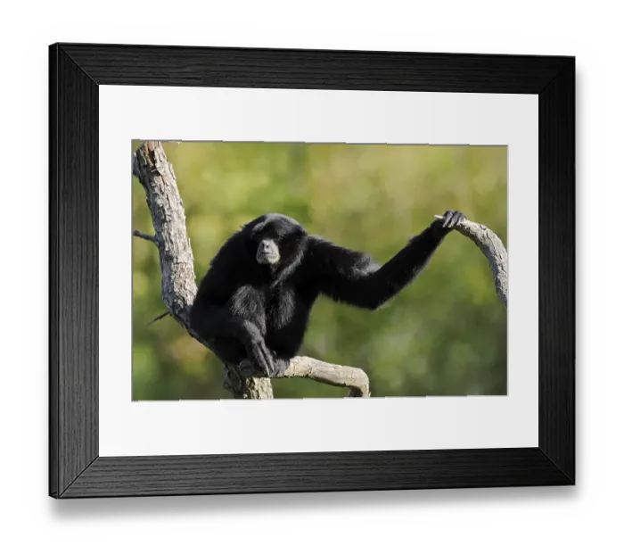 Framed Print : Siamang (Symphalangus syndactylus)