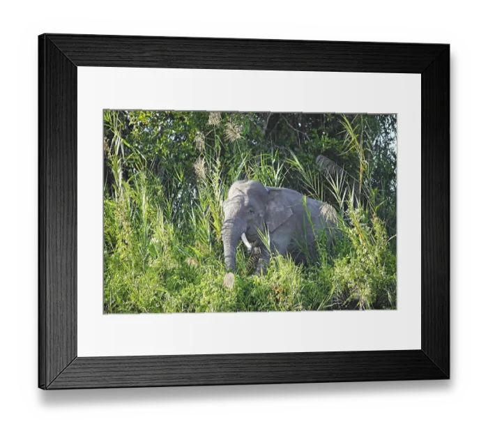 Framed Print : Borneo pygmy elephant (Elephas maximus borneensis) in the rainforest