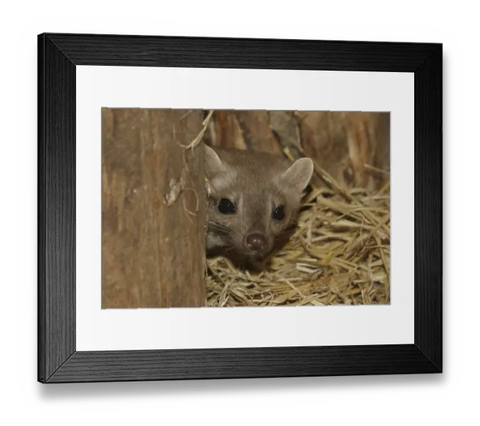 Framed Print : Beech Marten, martes foina Framed Print : Beech Marten, martes foina