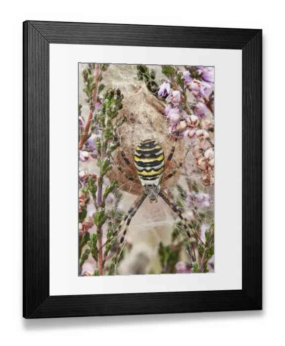 Framed Print : Wasp spider (Argiope bruennichi) with nest in heather Framed Print : Wasp spider (Argiope bruennichi) with nest in heather