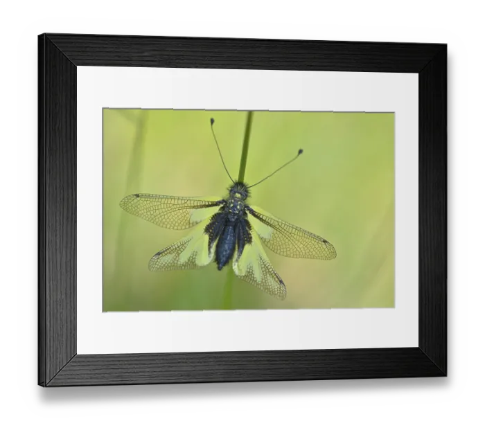 Framed Print : Owly Sulphur (Libelloides coccajus)