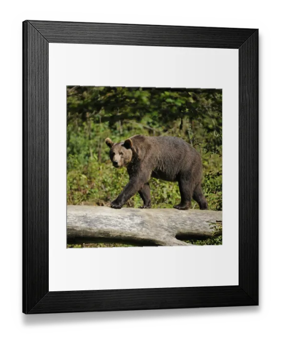 Framed Print : European brown bear (Ursus arctos) walking on a tree log Framed Print : European brown bear (Ursus arctos) walking on a tree log