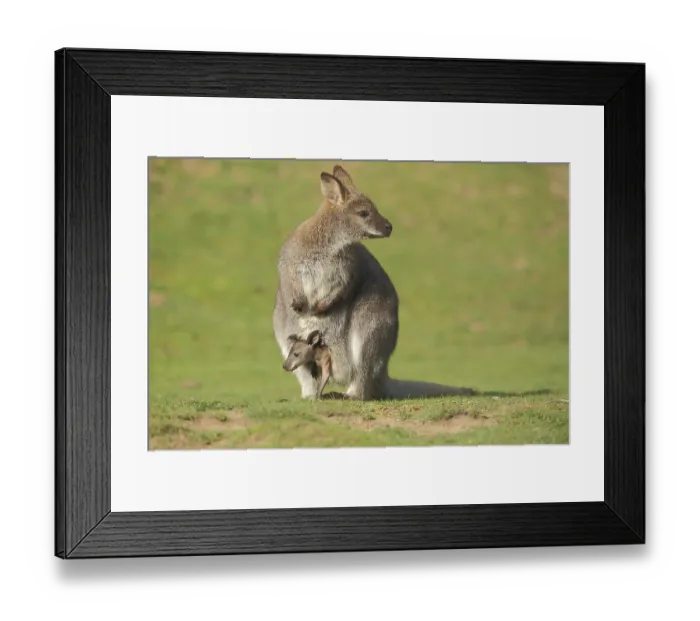 Framed Print : Red-necked wallaby (Macropus rufogriseus)
