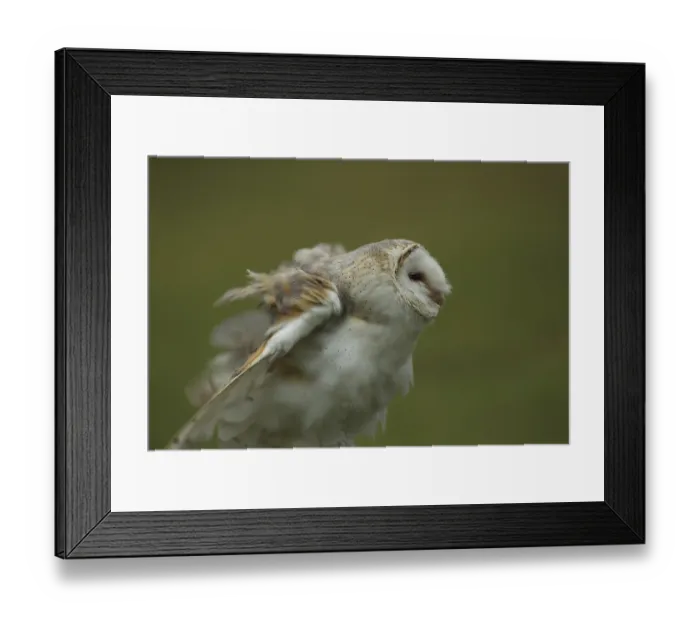 Framed Print : Common barn owl (Tyto alba), portrait