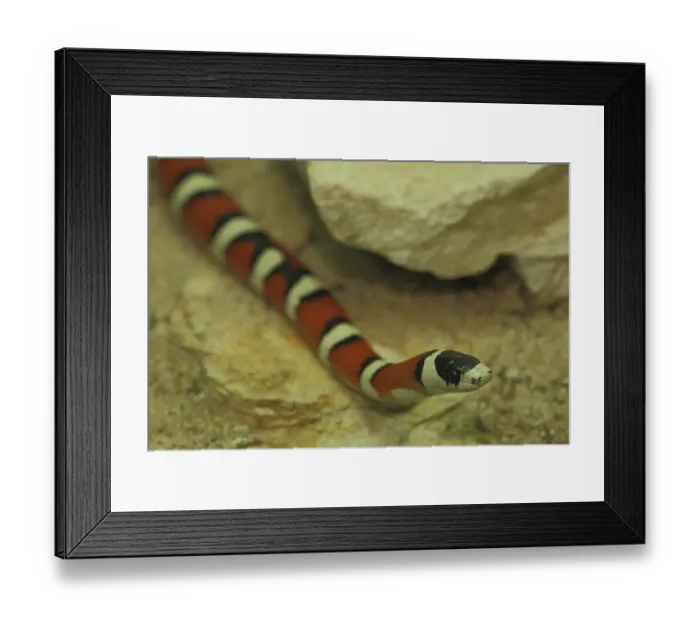 Framed Print : Arizona king snake, striped, triangle snakes (Lampropeltis pyromelana) Framed Print : Arizona king snake, striped, triangle snakes (Lampropeltis pyromelana)
