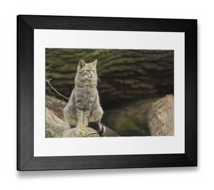 Framed Print : Wildcat (Felis silvestris), sitting, tail, captive