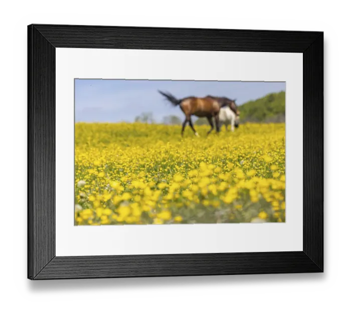 Framed Print : Yellow flowers, blooming spring meadow with horses Framed Print : Yellow flowers, blooming spring meadow with horses