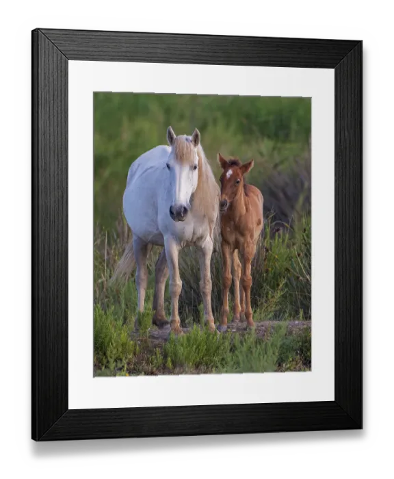 Framed Print : White mare with brown foal, wild horse Framed Print : White mare with brown foal, wild horse