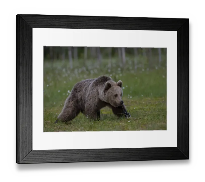 Framed Print : European brown bear, Karelia, Finland, Europe Framed Print : European brown bear, Karelia, Finland, Europe