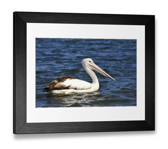 Framed Print : Australian Pelican (Pelecanus conspicillatus) Framed Print : Australian Pelican (Pelecanus conspicillatus)