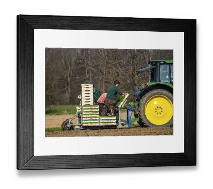 Framed Print : Agriculture, herb gardening, parsley is planted in rows in a field with a planting machine
