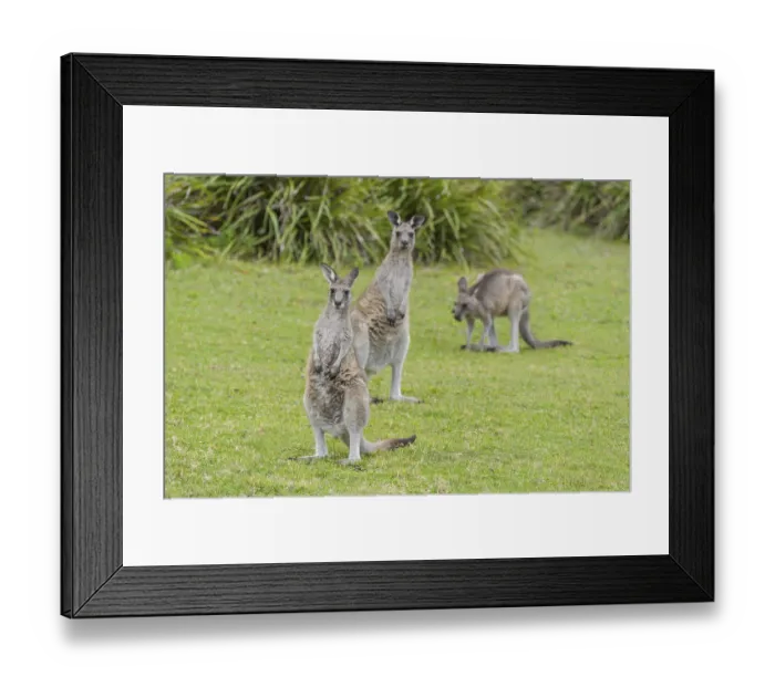 Framed Print : Grey Kangaroo (Macropus giganteus) Framed Print : Grey Kangaroo (Macropus giganteus)