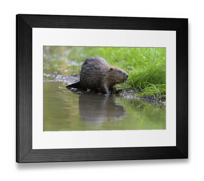 Framed Print : European beaver (Castor fiber)