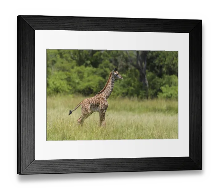 Framed Print : Masai Giraffe (Giraffa camelopardalis)