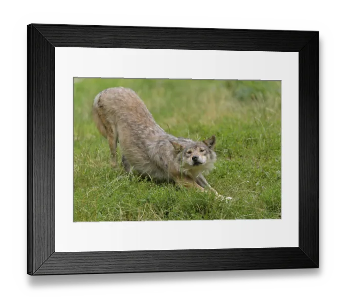 Framed Print : Wolf (Canis lupus), captive