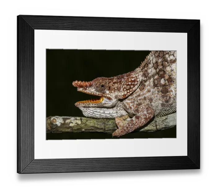 Framed Print : Male open-mouthed short-horned chameleon (Calumma brevicorne)