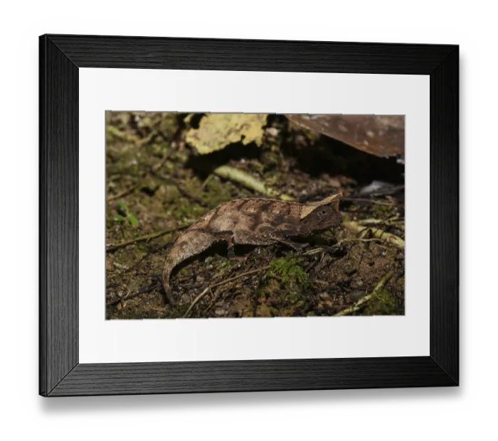 Framed Print : Brown leaf chameleon (Brookesia superciliaris)