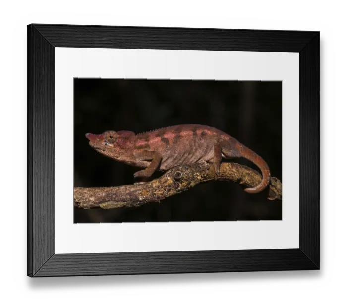 Framed Print : Rhinoceros chameleon (Furcifer rhinoceratus) Framed Print : Rhinoceros chameleon (Furcifer rhinoceratus)