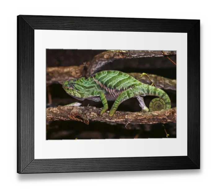 Framed Print : Biporn Chameleon (Furcifer balteatus)