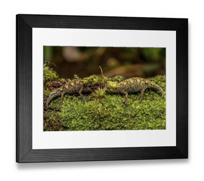Framed Print : Variegated Earth Chameleon (Brookesia vadoni) Framed Print : Variegated Earth Chameleon (Brookesia vadoni)