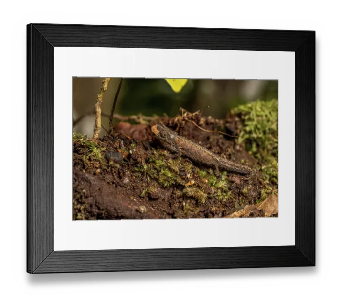 Framed Print : Marojejy Earth Chameleon (Brookesia betschi)