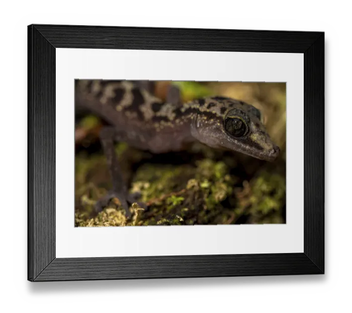 Framed Print : Graceful madagascar ground gecko (Paroedura gracilis) Framed Print : Graceful madagascar ground gecko (Paroedura gracilis)