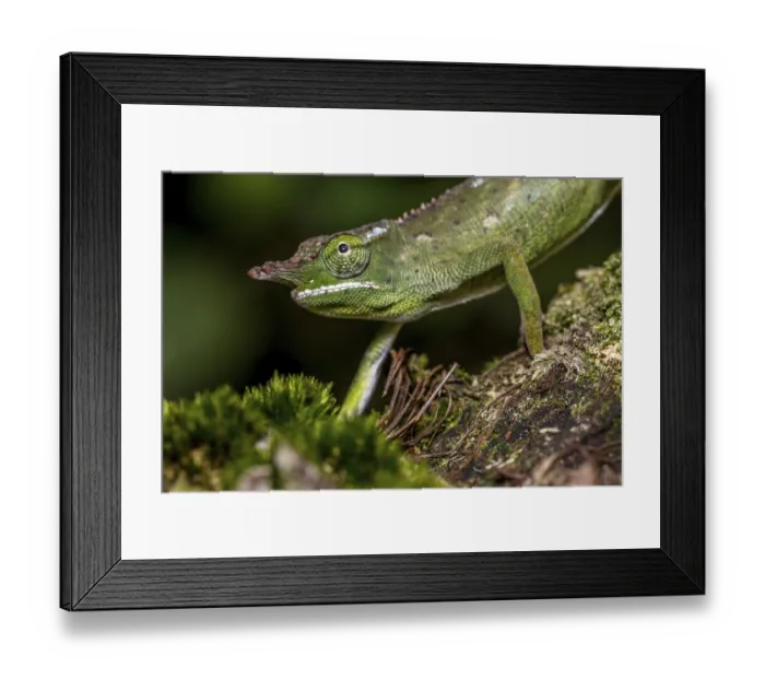 Framed Print : Will's two-horned chameleon