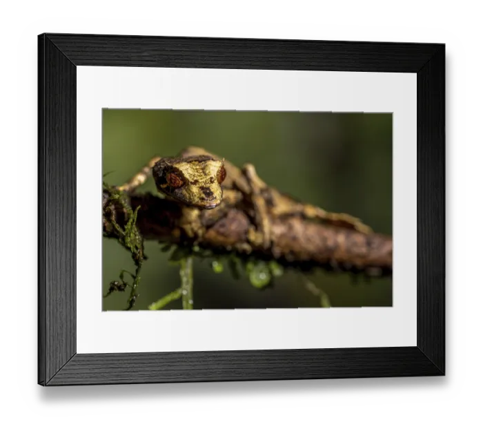 Framed Print : Flat-tailed gecko (Uroplatus fivehy) Framed Print : Flat-tailed gecko (Uroplatus fivehy)