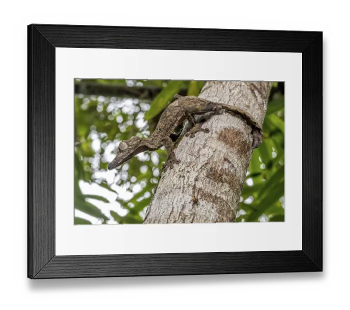 Framed Print : Giant leaf-tailed gecko (Uroplatus giganteus)