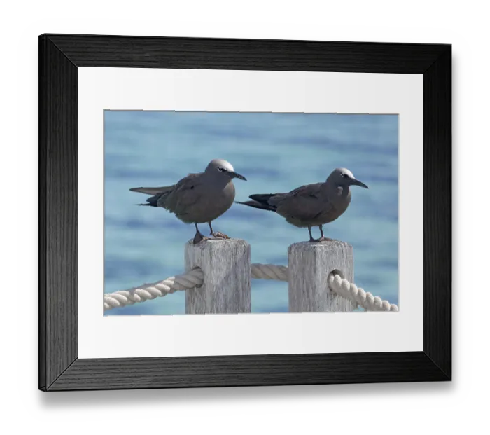 Framed Print : Lava gulls (Larus fuliginousus)