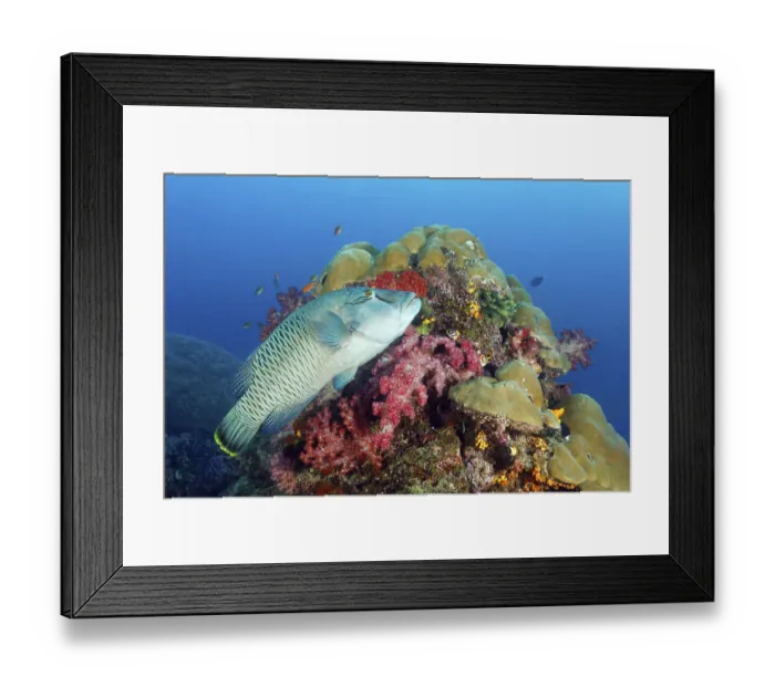 Framed Print : Napoleon humphead wrasse (Cheilinus undulatus)