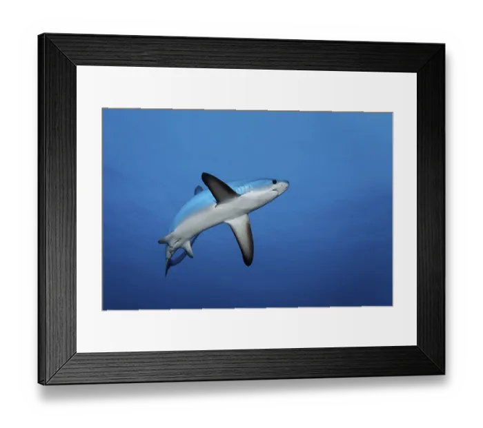 Framed Print : Common thresher, thresher, shark Framed Print : Common thresher, thresher, shark